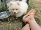chiots spitz pour adoption définitive.