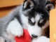 Donne chiot contre bon soins 