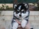 chiots pomsky a Donner