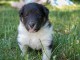 Chiot Shetland Sheepdog  a donner