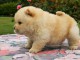 chiot chow chow lof a donner