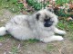 A adopter chiot spitz allemand nain femelle