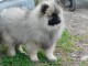 A adopter chiot spitz allemand nain femelle