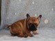 Chiot bouledogue français mâle rouge fauve