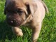 A donner Chiots cane corso 