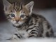 Magnifiques Chatons Bengal à donner