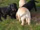 A donner chiots labrador 