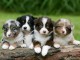 Magnifique chiots à donner