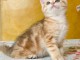 Jolis british shorthair pour vous