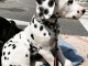 chiot Dalmatien femelle de trois mois.