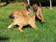 Magnifique chiots Chiots Berger Belge