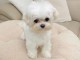 Chiots Bichons Maltais 