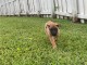Magnifiques Chiots malinois à donner
