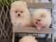 JE DONNE MES CHIOTS SPITZ NAIN