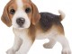 Chiens de race beagle a donner contre bons soind