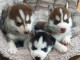 Porté de husky sibérien à donner contre bons soins