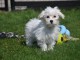 Chiot bichon maltais Mâle très affectueux