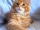 Chaton race Maine Coon