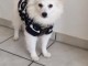 Spitz allemand chien blanc