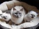 Magnifiques chatons sacre de Birmanie 