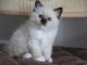 Magnifiques chatons sacre de Birmanie