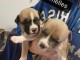 chiot American staffordshire terrier trois mois