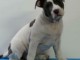  chiot American staffordshire terrier trois mois