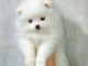 Adorable chiots Spitz nain 