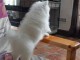 Magnifiques chiots Spitz nain