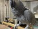 Perroquets gris d
