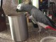 Perroquets gris d