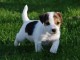 Chiot jack Russell trois mois