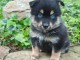 Chiot pomsky trois mois 