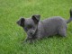 Jolis chiot bébés chihuahua