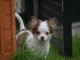 Jolis chiot bébés chihuahua