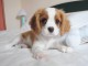 Chiot cavalier king Charles trois mois 