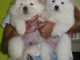 Chiots Chow Chow POUR COMPAGNIE