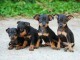 CHIOTS DOBERMANS en adoption