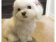 Chiot caniche trois mois