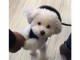 Chiot caniche trois mois