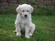 Chiot golden retriever trois mois