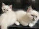 Chatons Birmanie mâle et femelle prêt