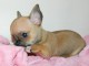 Chiot femelle type chihuahua à donner