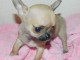 Chiot femelle type chihuahua poil long