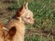 Chiot femelle type chihuahua poil long