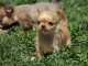 Chiot femelle chihuahua poil long lisse