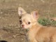 Chiot femelle chihuahua poil long lisse