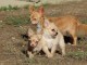 Chiot femelle chihuahua poil long lisse