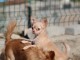 Chiot femelle chihuahua poil long lisse