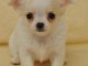 Chiot femelle chihuahua poil long lisse